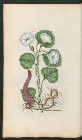 249. Convolvulus Turpetum