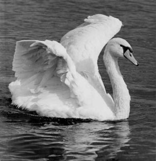 Ein balzender Schwan. Er ist auf Brautschau