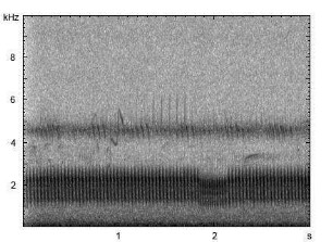 Ziegenmelker | Caprimulgus europaeus - Gesang