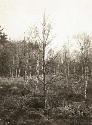 Ostsächsisches Tiefland. Neudorfer Moor (Flachmoor) bei Wittichenau. Infolge Vermoorung abgestorbene Kiefer. Am Boden Glashaar-Haarmützenmoos, Glashaar-Widertonmoos oder Haartragendes Frauenhaar-Moos (Polytrichum piliferum)-Polster