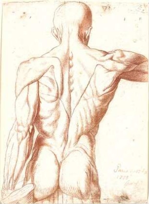 Gärtner, Andreas; Anatomiestudien - Studie