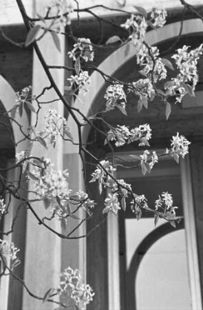 Kirschbaumblüte im Frühling