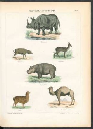 Tafel 8. Pachydermes et ruminants.