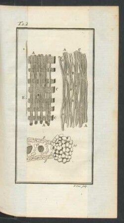 Tafel: L' Interieur des Plantes.
