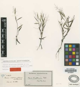 Panicum wrightianum Scribn.