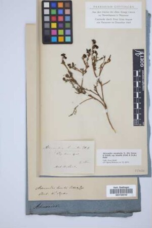 Adenandra humilis Eckl. & Zeyh.