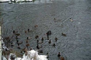 Heiligengeiststraße: Zusammenfluss von Trave und Stadtarm: eine Gruppe Enten, in der Mitte ein schwarzer Schwan im Winter