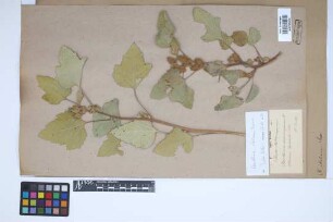 Xanthium italicum Moretti