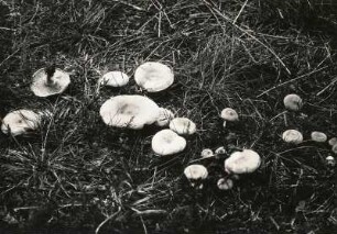 Rotbrauner Milchling (Lactarius rufus, syn. L. mollis)[1] ist ein verbreiteter, mittelgroßer Pilz aus der Familie der Täublingsverwandten (Russulaceae). Markant sind die ziegel- bis rotbraun gefärbten und oft in der Mitte gebuckelten Hüte der Fruchtkörper