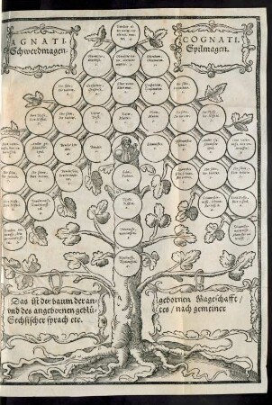 Agnati Schwerdmagen. Cognati Spilmagen.