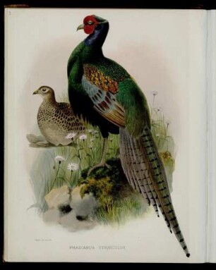 [Plate IX.] Phasianus versicolor