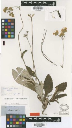 Liabum wrightii Griseb. [holotype]