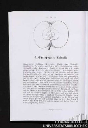 4. Champagner Reinette