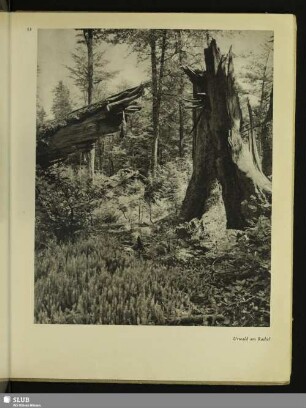 53 Urwald am Rachel