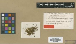 Trichostomum araucarieti Müll.Hal. [syntype]