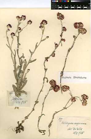Compositae Helichrysum sanguineum Linné, Carl von (1707 - 1778) [Jerusalem, Yerushalayim, El Quds, Al-Quds, Al Quds, El Quds Esh Sherif, Al-Muqaddas, Jérusalem, Gerusalemme, Jerusalén, Aelia Capitolina, Colonia Aelia Capitolina, Hierosolyma, Urusalim, Jerusalem]