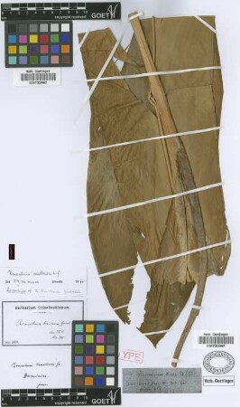 Renealmia bracteosa Griseb.