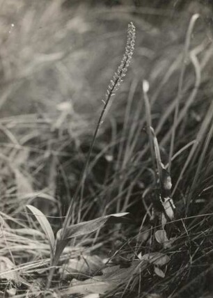 Einblatt (Microstylis monophyllos) Insel Usedom