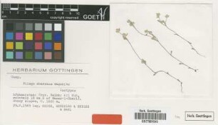 Filago aberrans Wagenitz [isotype]