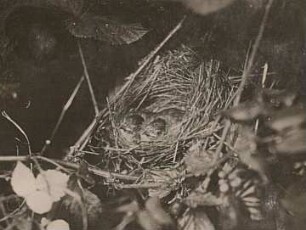 Mönchsgrasmücke (Sylvia atricapilla L.), die letzten Jungen im Nest