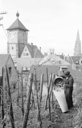 Freiburg: Eimer werden in Bütte geleert, Hintergrund Schwabentor und Münster