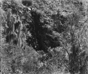 Trockenvegetation : Trockenvegetation.
