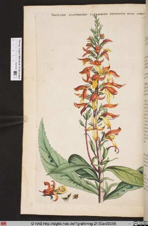 DIGITALIS ACANTHOIDES CANARIENSIS FRUTESCENS FLORE AUREO.