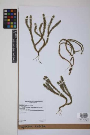 Phlegmariurus eversus (Poir.) B. &Oslash;llg.