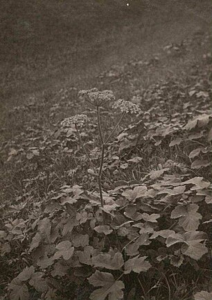 Wiesen-Bärenklau (Heracleum sphondylium)