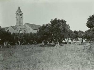 Kroatien, Insel Lopud, Olivenhain
