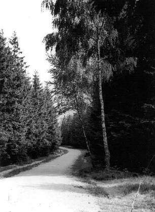Dresdner Heide. Waldweg am nördlichen Rand bei Langebrück