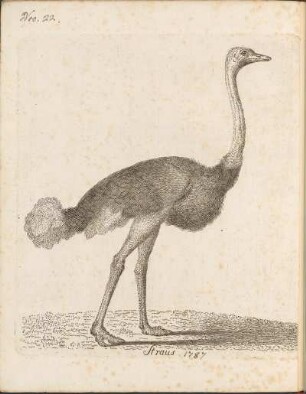 Nro 22: Straus. [1787]