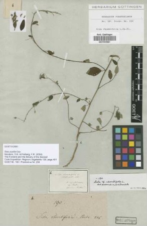 Sida rhombifolia L.