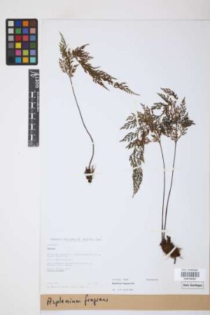 Asplenium fragrans Sw.