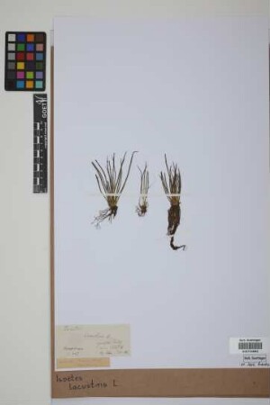 Isoetes lacustris L.