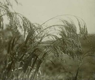 Echte Hirse