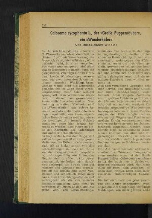 Calosoma sycophanta L., der "Große Puppenräuber", ein "Wanderkäfer"