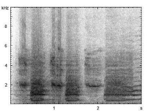Hausesel | Equus asinus f. asinus - Lautfolge