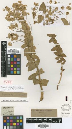 Euphorbia thyrsiflora Griseb. [lectotype]