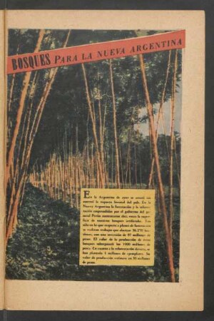Bosques para la nueva Argentina - [Ilustración]