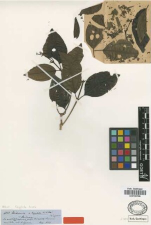Calyptrella tristis Triana