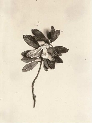 Krankheit der Azalea indica : Exobasidien - Krankheit der Azalea indica (aufgenommen in einer Gärtnerei in Laubegast)