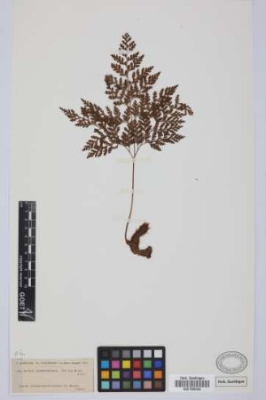 Davallia canariensis (L.) Sm.