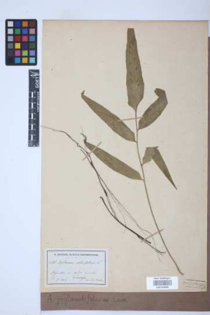 Asplenium juglandifolium Lam.