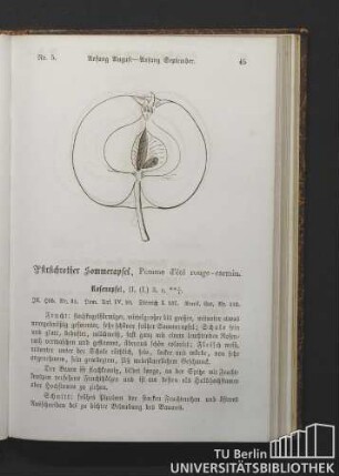 Nr. 5. Pfirsichrother Sommerapfel, Pomme d'été rouge-carmin.