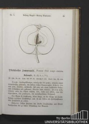 Nr. 5. Pfirsichrother Sommerapfel, Pomme d'été rouge-carmin.