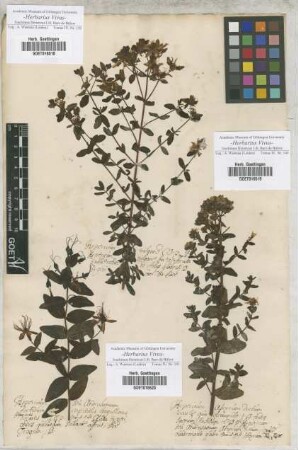 Hypericum