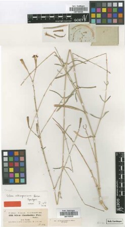 Silene dianthoides Pers.