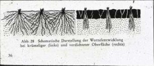Schematische Darstellung der Wurzelentwicklung bei krümeliger (links) und verdichteter Oberfläche (rechts)