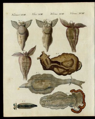 Mollusken.
